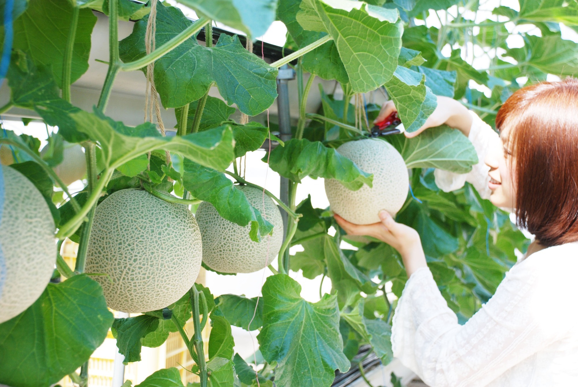 写真：鶴岡八幡宮