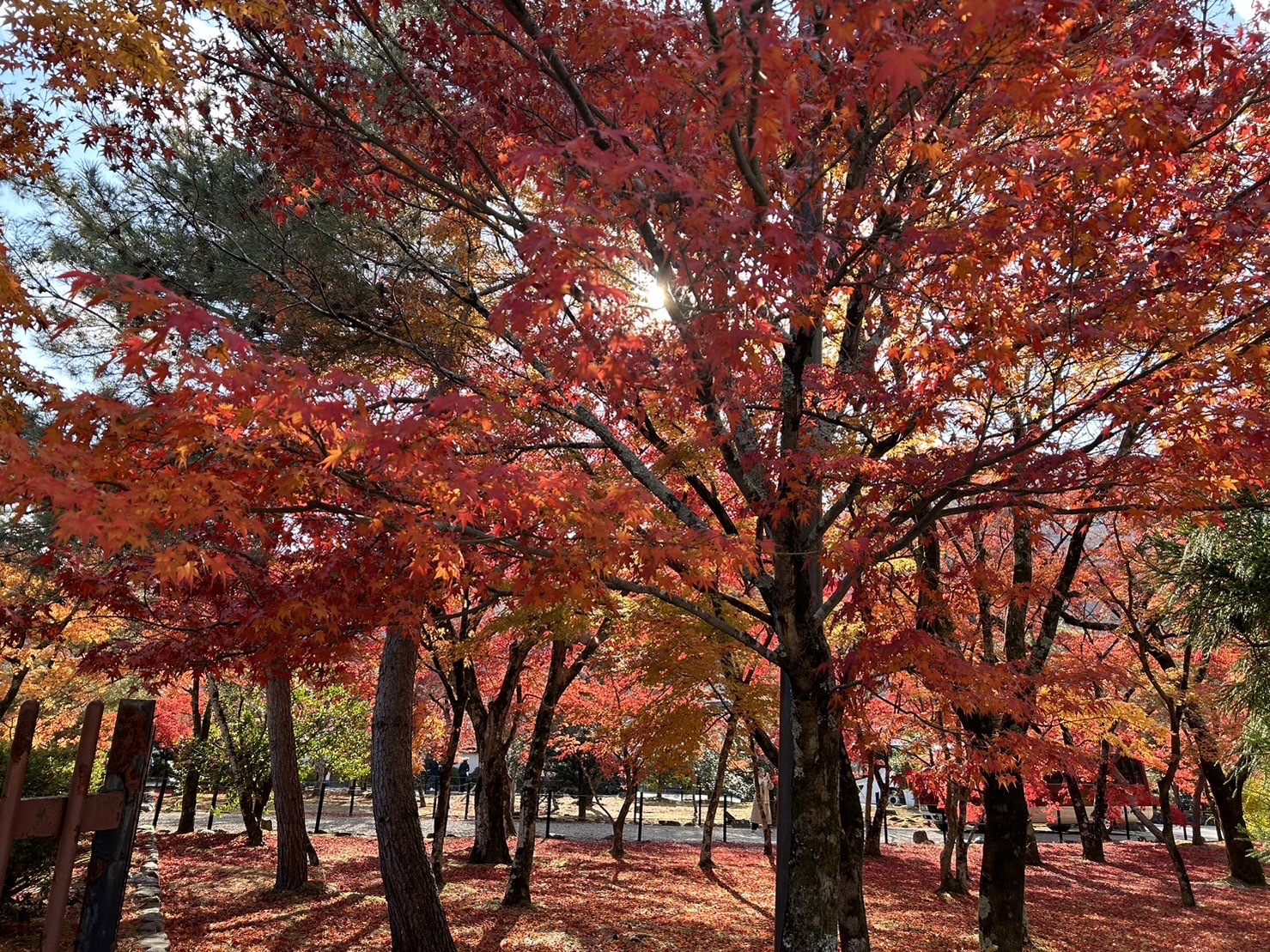 写真：鶴岡八幡宮