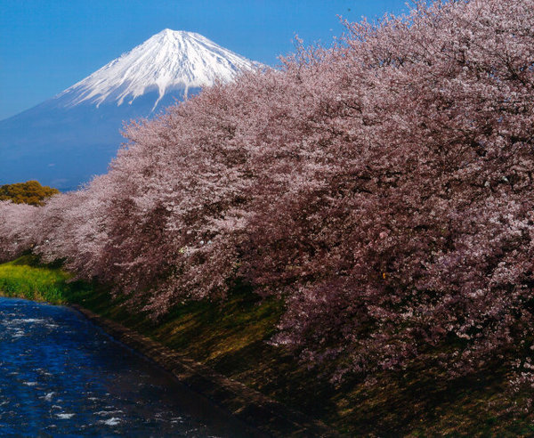 写真：鶴岡八幡宮