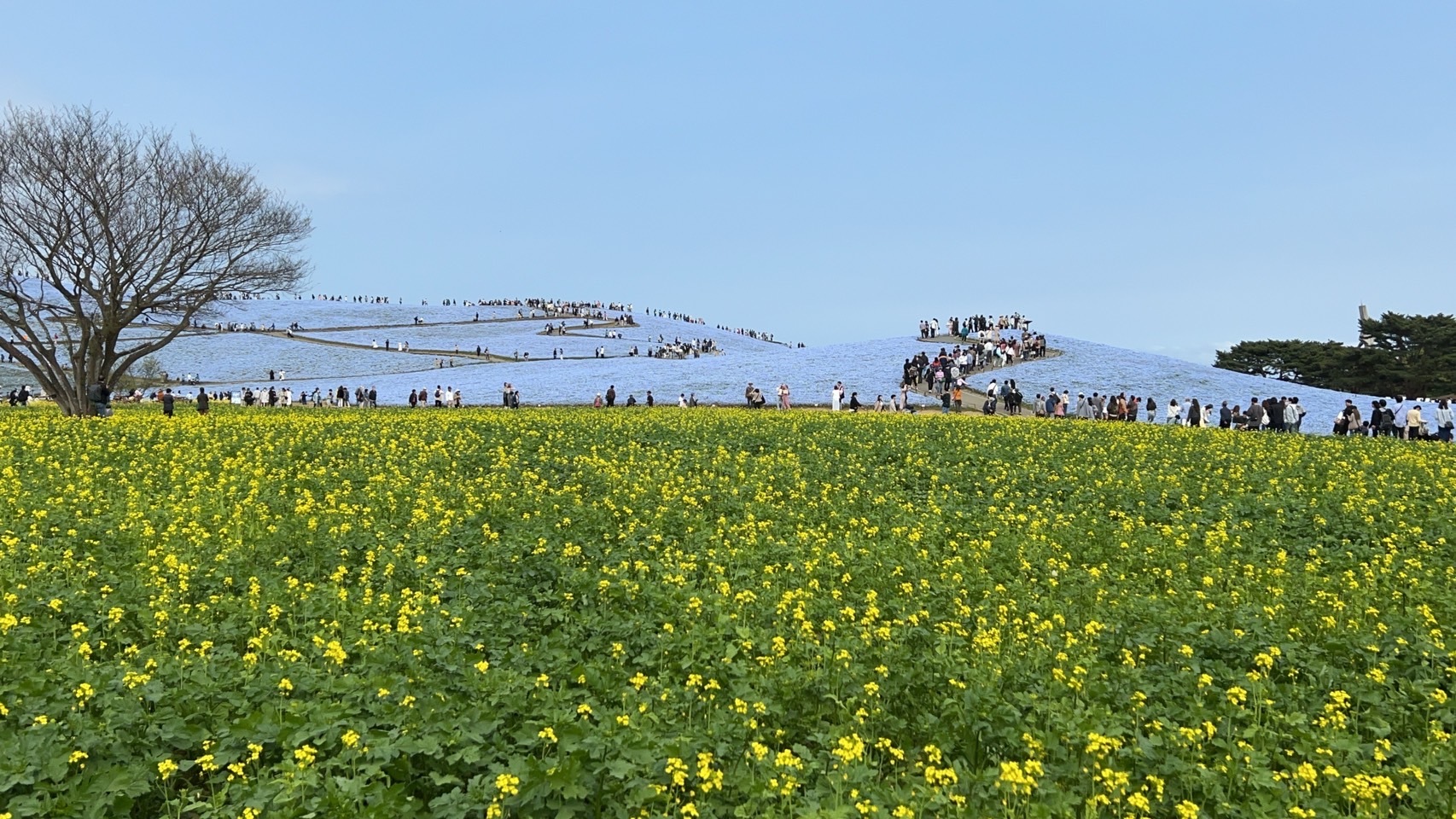 写真：鶴岡八幡宮