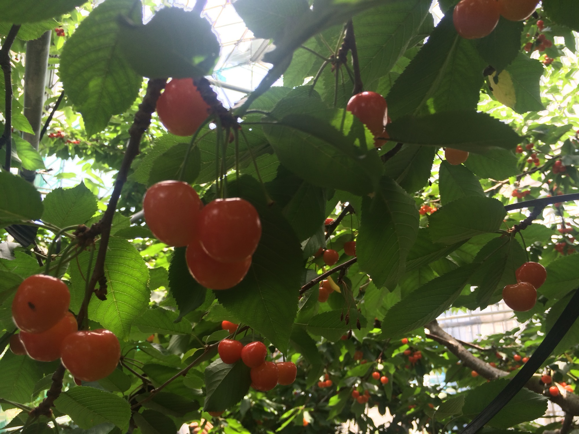 写真：鶴岡八幡宮