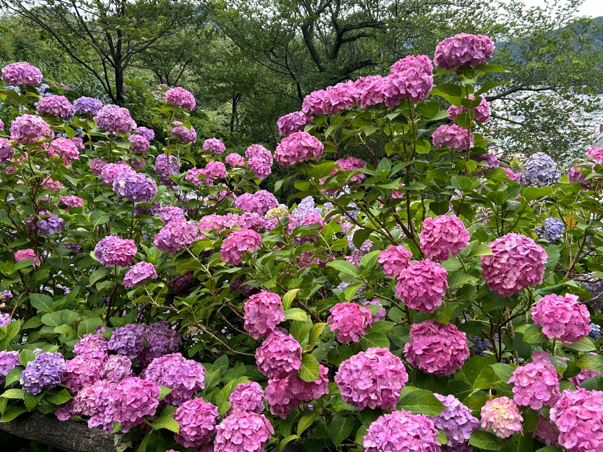 写真：鶴岡八幡宮