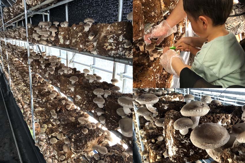 写真：鶴岡八幡宮