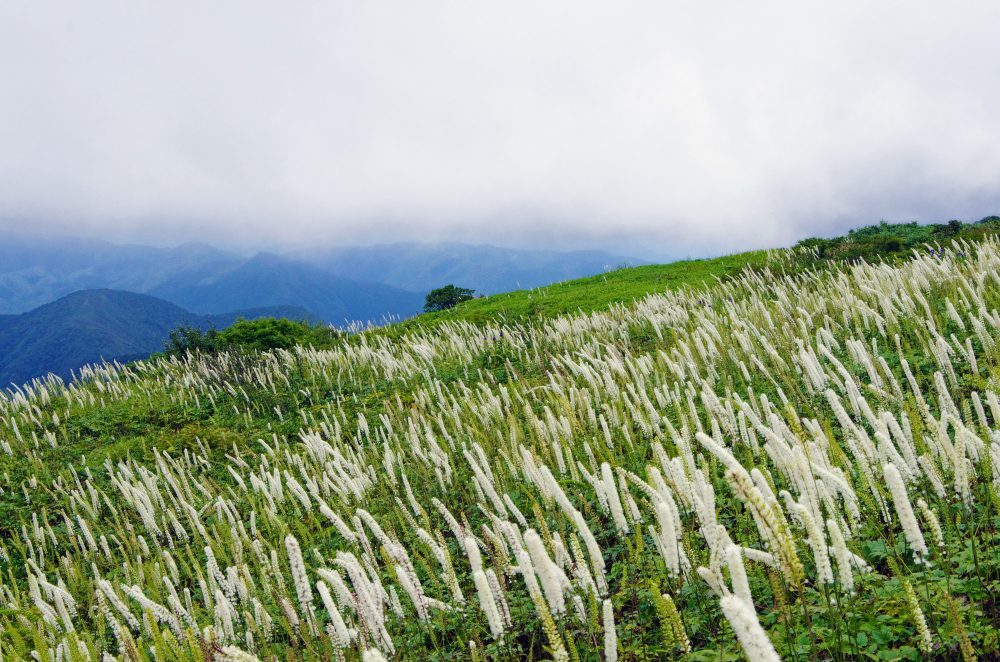 写真：鶴岡八幡宮
